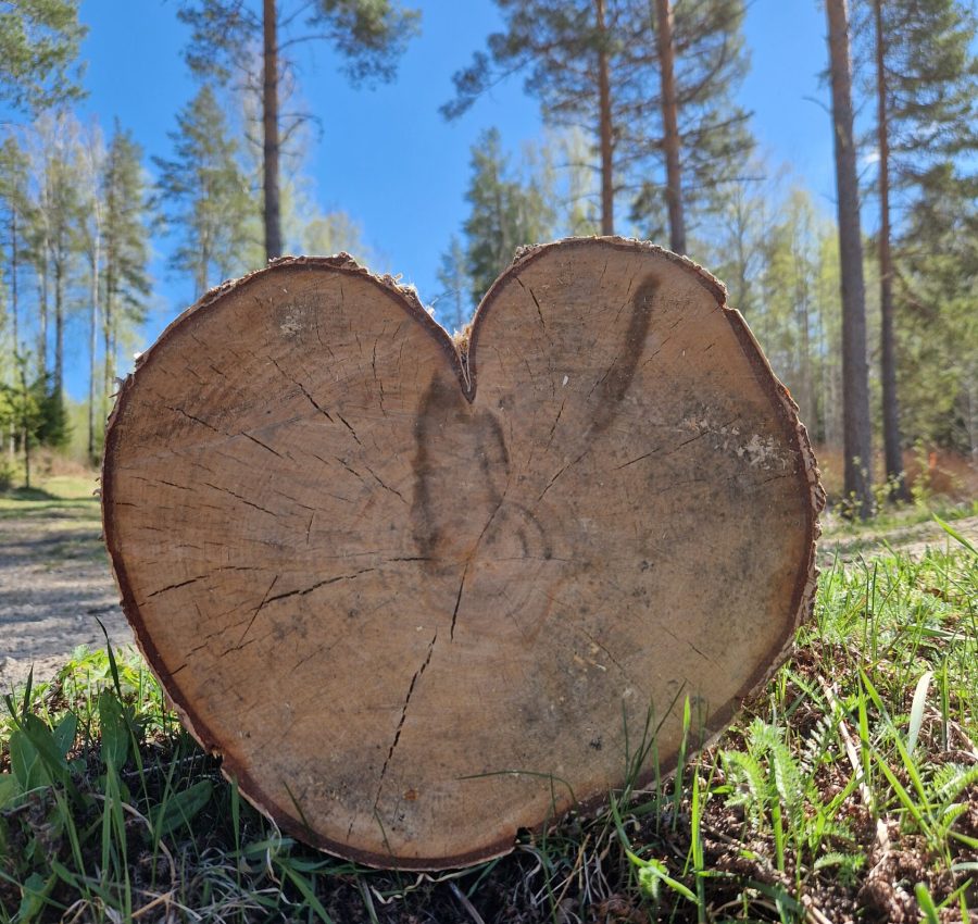 björkhjärta